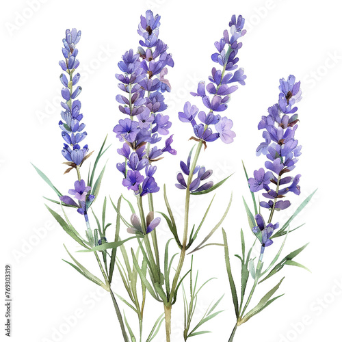 Watercolor Lavender Flower Clipart 