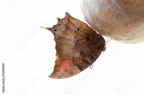Dry Leaf Butterfly photo