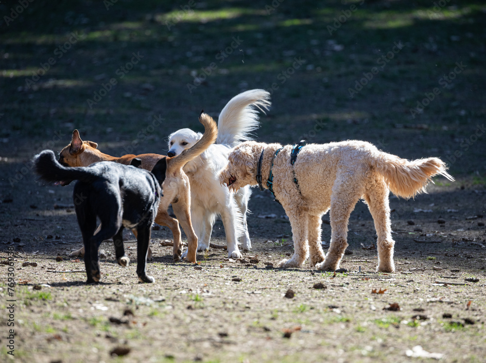 Action picture of a different breeds of happy dogs playing with each other and enjoying a warm spring weather in a dog park