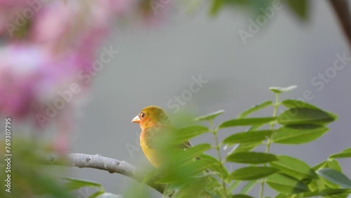 Patiently waiting for its meal, a saffron finch Sicalis flaveola is perching on a tiny twig of a tree in a forest located in Santa Marta, Colombia. photo