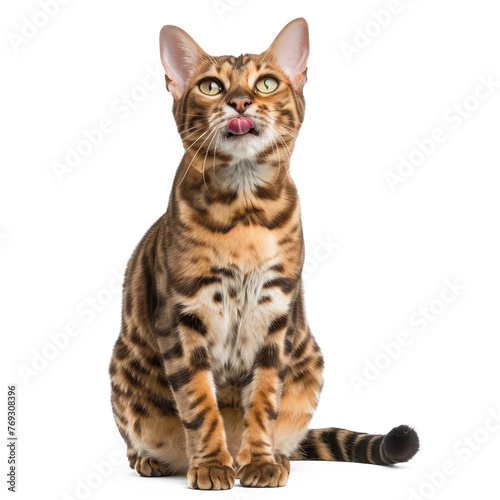 Front view of a snow lynx Bengal cat licking its lips, on transparency background PNG
