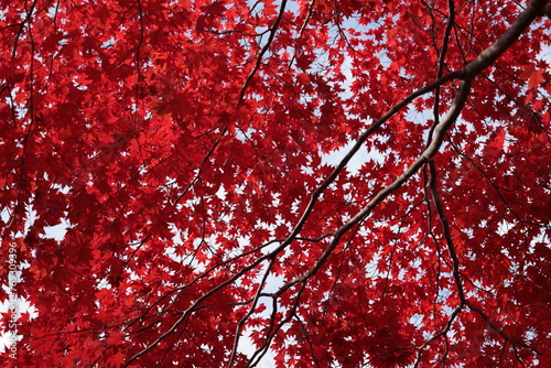 真っ赤に色づいたモミジの葉