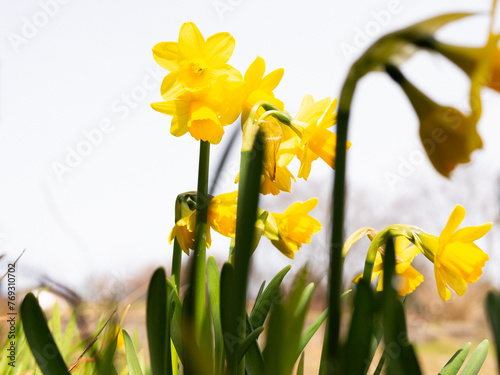 daffodils in spring