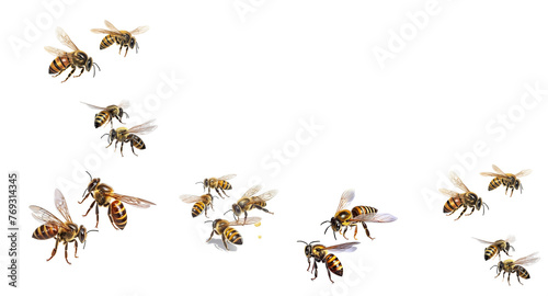Honey and bee insect macro shot. A bee collecting pollen. Honey bee walking isolated on transparent background cutout.