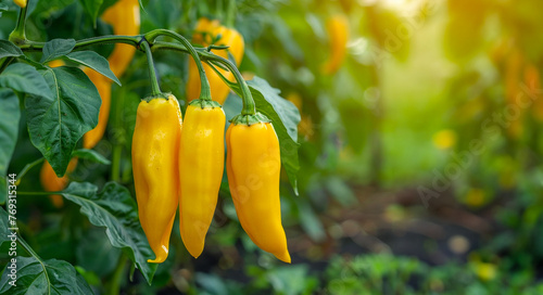 Yellow chili peppers growing in a lush garden farm photo