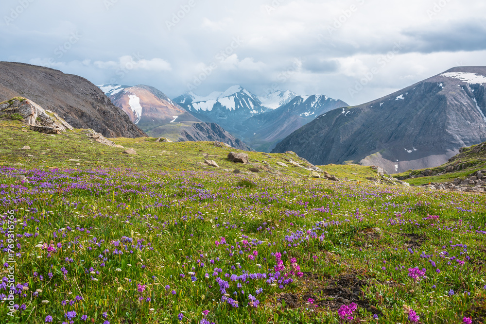 Colorful beautiful flowers on sunlit meadow with view to three large snow peaked tops in cloudy sky. Vivid flowering in alpine valley against few big snowy pointy peaks far away. Lovely vast scenery.