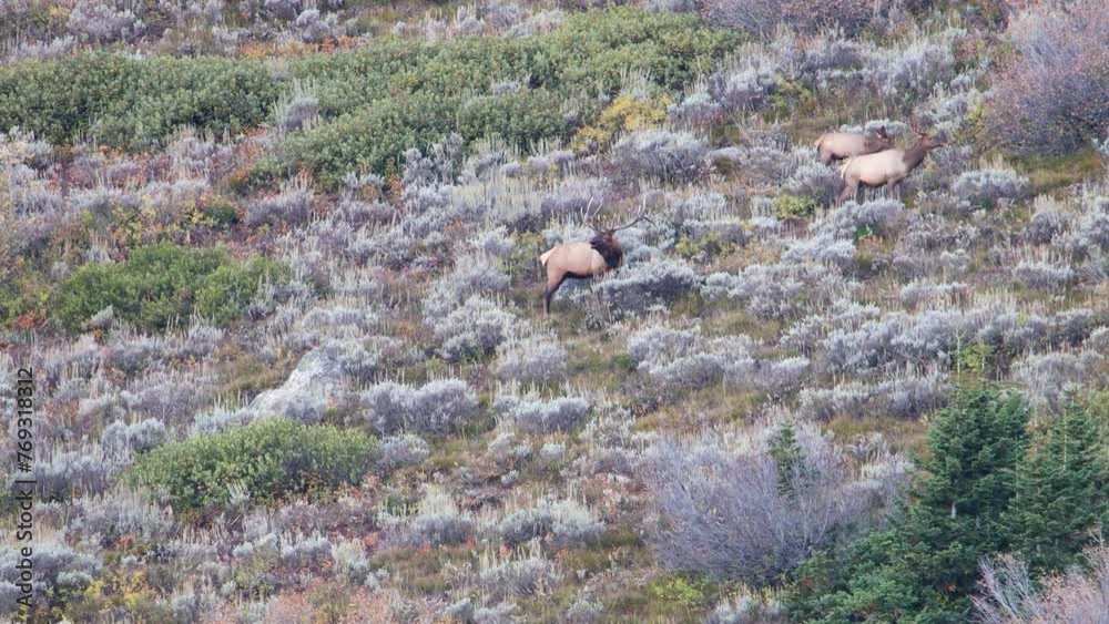 Trophy bull elk (Cervus canadensis) bugling on the mountain in Grand Teton National Park, Wyoming during fall