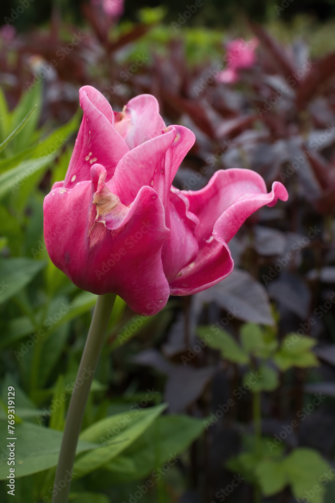 Obraz premium Pink tulip flower in the Hermannshof Gardens on a spring day in Weinheim, Germany.