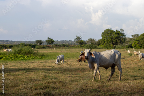 Herd of cows grazing in the meadow in the countryside of Colombia