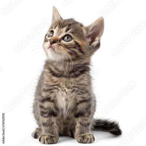 Cute little kitten on transparency background PNG  © Sim