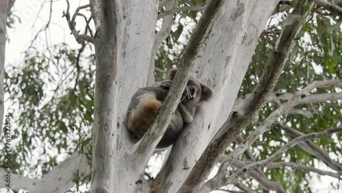 Iconic Native Australian Koala Bear in the wild sleeping high up in a Eucalyptus tree. Animal behaviour photo