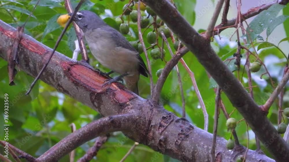 Grey Bird with White Feathers Around Eye Eating Food Atop Large Branch Grey Bird with White Feathers Around Eye Eating Food Atop Large Branch