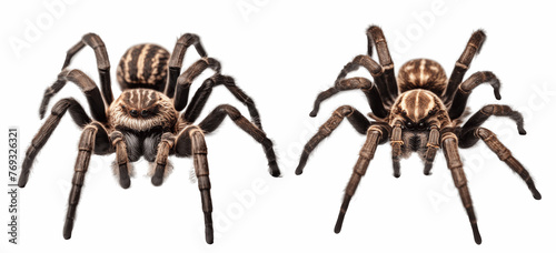 tarantula spider isolated on transparent background