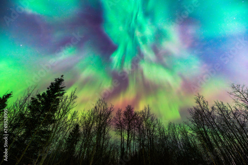 Beautiful northern lights over dark forest; Aurora Borealis display