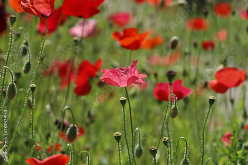 Blooming red poppies in the field.