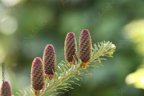 Tree blooming during the day.