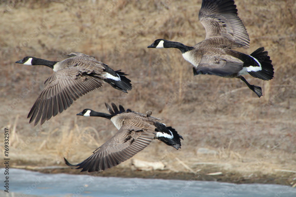 canadian geese in flight, Gold Bar Park, Edmonton, Alberta canadian geese in flight, Gold Bar Park, Edmonton, Alberta