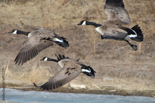 canadian geese in flight, Gold Bar Park, Edmonton, Alberta