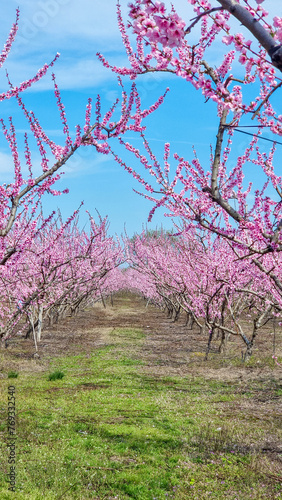 peach tree pink flowers in varoia greece photo