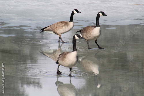 Geese On The Ice, Gold Bar Park, Edmonton, Alberta