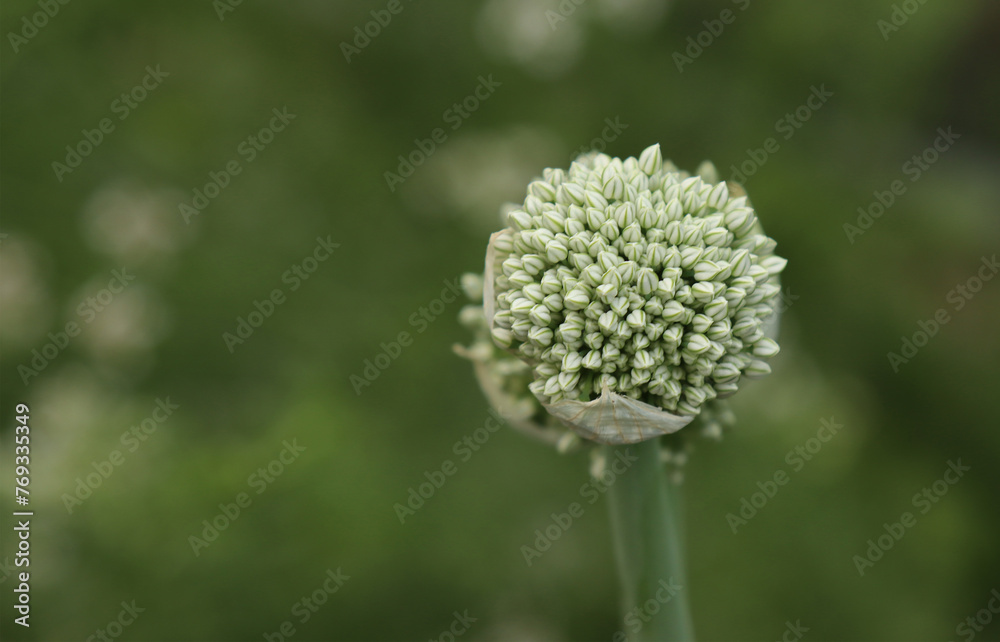 The head of an onion inflorescence. The head of an onion inflorescence.