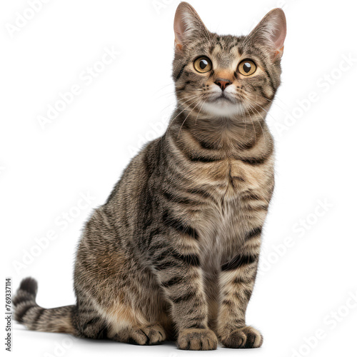 European short haired cat on transparency background PNG 