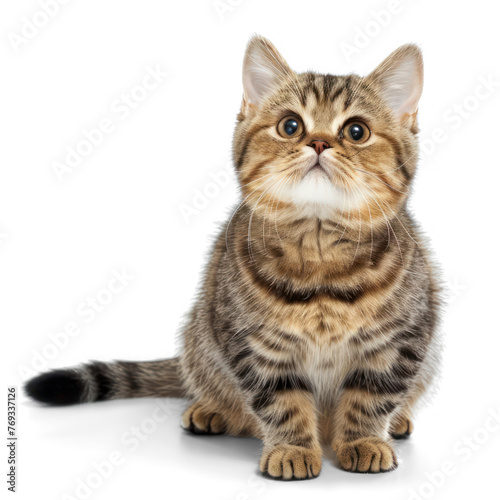 European short haired cat on transparency background PNG 