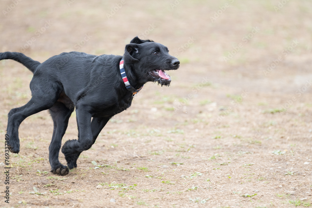 ドッグランの楽しそうな子犬のイメージ