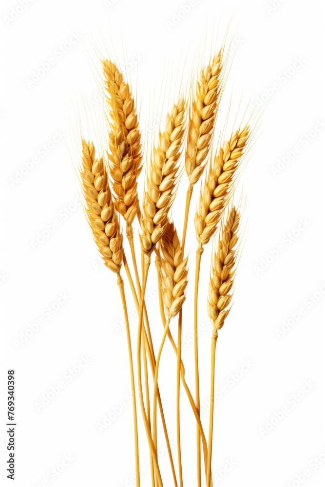 A bunch of golden wheat stalks are shown in a row