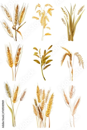 A collection of different types of wheat and other grains