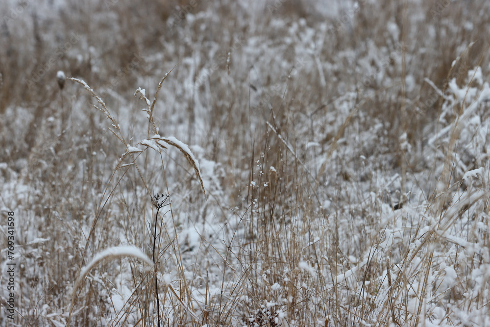 Obraz premium Field in the countryside in winter.
