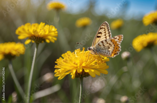 Cheerful buoyant spring summer shot of yellow Santolina flowers and butterflies in meadow in nature outdoors on bright sunny day. wide banner © Johan Wahyudi