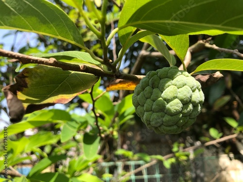 sugar apple fruit on the tree