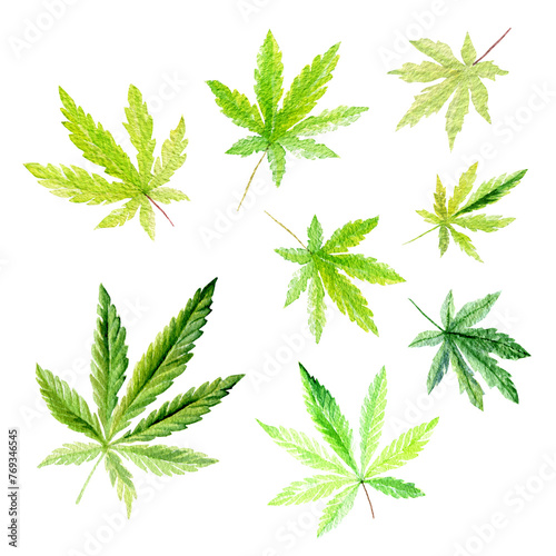 Set of green cannabis indica leaves painted in watercolor. Hand drawn marijuana illustration isolated on white 