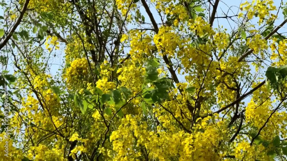 Golden shower tree in full bloom swaying in the wind Golden shower tree in full bloom swaying in the wind