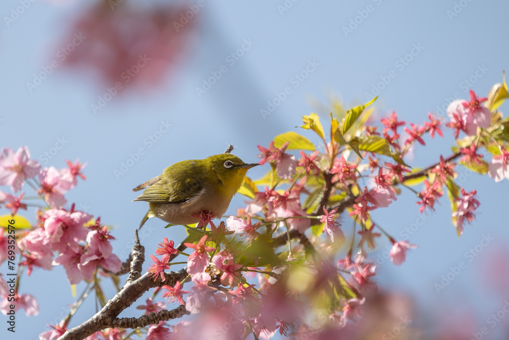 The Japanese White eye.The background is winter cherry blossoms. Located in Tokyo Prefecture Japan. The Japanese White eye.The background is winter cherry blossoms. Located in Tokyo Prefecture Japan.