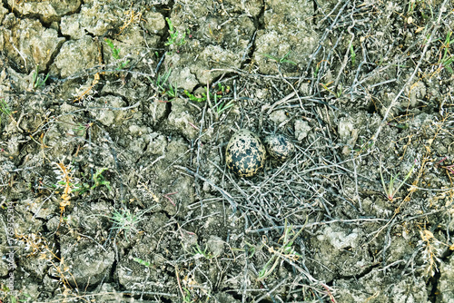 Nest parasitism. Eggs of different bird species in one nest. Probably, owner of nest Lapwing (Vanellus vanellus) rolled collared pratincole (Glareola platincola egg or evicted pratincole. N Black Sea photo