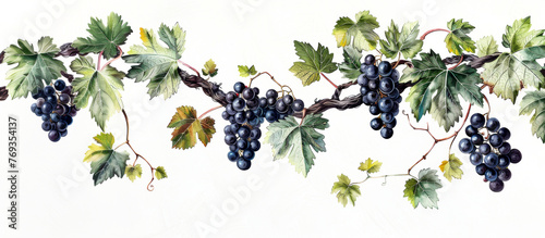 Grapes branch with green leaves on white background. Botanical panorama