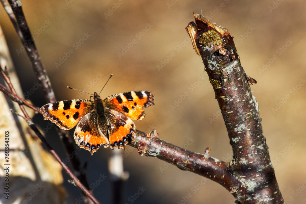 Lesser tortoiseshell (Vanessa urticae) on a broken birch branch feeds on sweet birch syrup (guttation) on a sunny spring day. Carbohydrate nutrition Lesser tortoiseshell (Vanessa urticae) on a broken birch branch feeds on sweet birch syrup (guttation) on a sunny spring day. Carbohydrate nutrition