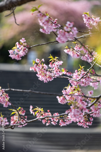 Kawazu Sakura in Minamiizu-cho, Kamo-gun, Shizuoka Prefecture photo