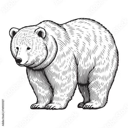 Line art of bear cartoon vector
