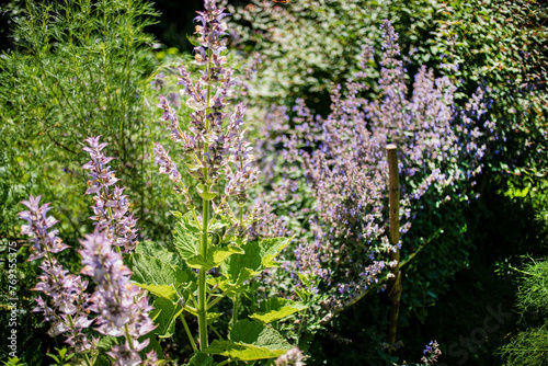 Salvia sclarea in the garden