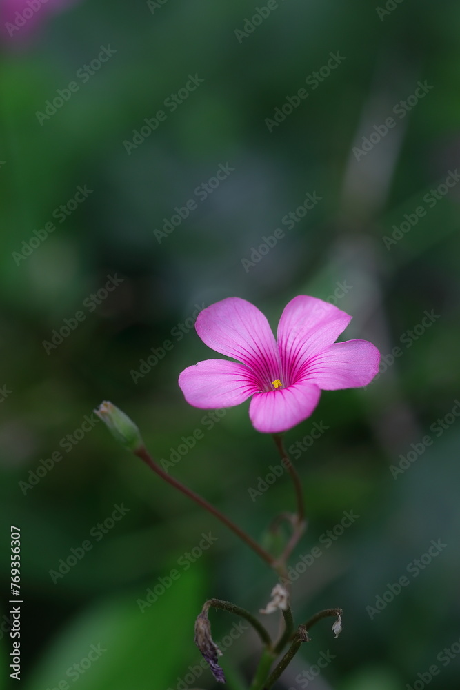 Fototapeta premium シックなイモカタバミ