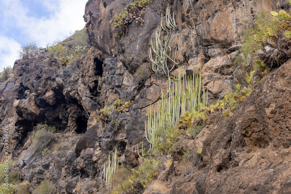 Felswand mit Wolfsmilch und Kakteen in der Teufelsschlucht auf Teneriffa