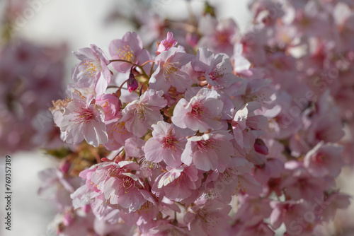 Close up Kawazu Sakura cherry trees in full bloom on a clear blue sky former Nakagawa, Tokyo Japan