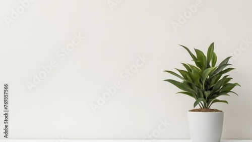 Positioned on a white table is a green plant in a white pot, boasting a leafy appearance, with a blank copyspace background concept.