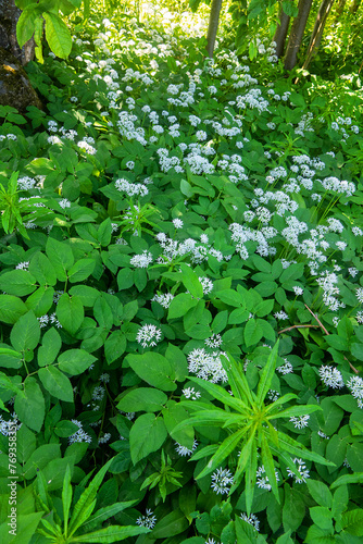 The broad-leaved garlic (Allium ursinum) blooms in the shade of the forest canopy, wild plant. Vitamin C, anti - scurvy effect. The north-eastern part of the area photo