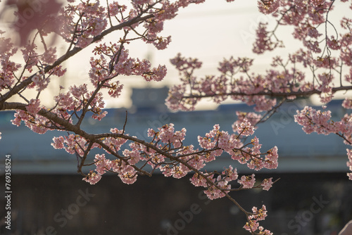Close up Kawazu Sakura cherry trees in full bloom during sunset former Nakagawa, Tokyo Japan