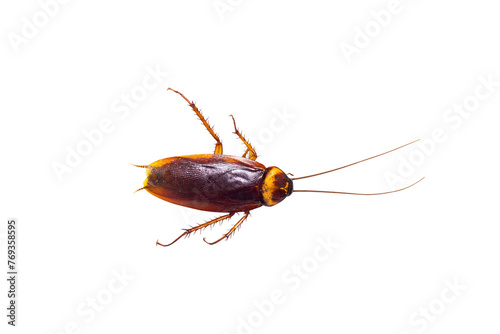 Dead cockroach isolated on transparent background.