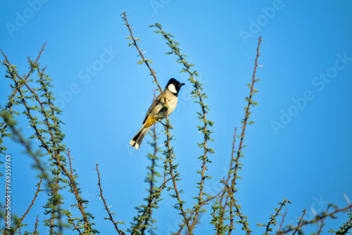 Bild auf Leinwand Flock of wintering White-cheeked bulbul (Pycnonotus leucotis mesopotamia) in Dub